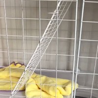 朝起きてケージを見ると子猫の姿がない→慌てて探した結果…まさかの『隠れ場所』が88万再生「トイレの中かと思ったｗ」「愛くるしいｗ」