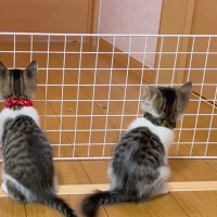 元気いっぱいな子猫たち→脱走防止のために柵を設置した結果…微笑ましすぎる光景に「平和な運動会ｗ」「道具になってるｗ」と反響