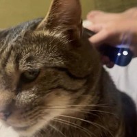 おばあちゃんがきっかけで猫が『ハマったもの』とは…笑ってしまう『表情』に１万いいね「めっちゃ良い顔ｗｗ」「か、かわいすぎる」