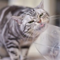 猫の命を脅かす『口にさせてはいけない危険物』5選　身近に潜むリスクや誤飲を防ぐための対策方法