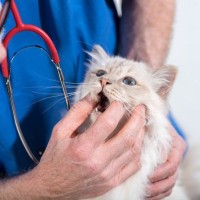 『動物病院を嫌がる猫』の負担を減らす方法5つ　怖がってしまう原因や慣れておきたい理由も