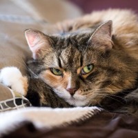 猫がストレスを抱えると起こりうる『心の病気』4選　見逃せない症状から予防策まで解説