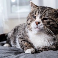 猫が『寝たきりになった』場合にすべきこと4つ　必要となるお世話や備えておきたい心得