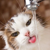 猫の体が『水分不足』を起こしているときのサイン4つ　命に関わる危険性から正しい対処法まで