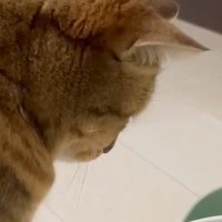 猫が水を飲んでいると思ったら…『顔』を見ると→予想外の『笑ってしまう光景』に「めちゃめちゃ可愛いｗ」「尊くて涙が出る」と反響