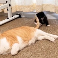 先住猫のしっぽにじゃれつく子猫→先住猫が移動すると…『微笑ましい光景』に癒される人が続出「優しいなぁ」「思い通りにならないおもちゃｗ」