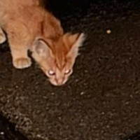 濡れた地面を必死に舐めていた、『ひとりぼっちの子猫』と出会った結果…涙あふれる結末が120万再生「よく頑張ったね」「本当によかった」