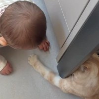 足元を見ると、赤ちゃんと猫が遊んでいて…とんでもなく可愛い『やり取り』が18万再生「優しさマックス」「永遠に遊んでいられるねｗ」
