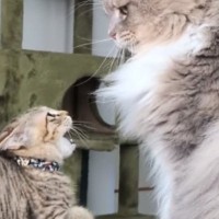 ケンカを売ってきた新入りの保護子猫に…先住猫が見せた『優しすぎる対応』が395万再生「余裕がすごいｗ」「怪我しないようにしていて偉い」