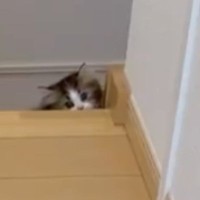 飼い主を驚かせたい子猫→階段の下からぴょこっと顔を出すと…『尊い光景』に10万いいね「可愛すぎてやばいｗ」「頑張ってて涙が出る」