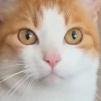 猫のお世話をするために泊まりにきてくれた友人→『朝ごはんの時間』になると…まさかの光景が34万再生「綺麗な流れ作業ｗｗ」「おもろいｗ」