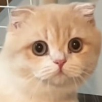 洗面所に入ると、1歳の猫が必ず様子を見にやってきて…『可愛すぎる光景』に22万いいね「首の角度がたまらん」「真剣に見てるねｗ」