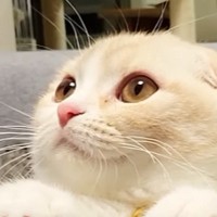 隣に座ってきた猫→丸いおててを脚にのせてきて…尊すぎる『かまってアピール』が120万再生「自分の可愛さをわかってる」「全人類敵わない」