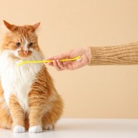 猫の『歯磨き』を怠ったときのリスク5選　病気につながる可能性から習慣化のコツまで