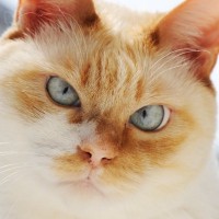 猫のアピールを『無視しつづけてはいけない』理由4つ　健康に与えるリスクや適切な接し方