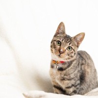 猫に『首輪』をしておいたほうがいい理由4つ　役立つシーンから選び方のポイントまで