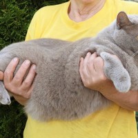 猫の『お腹にたるみがある』理由4つ　ルーズスキンの働きや肥満との違いを解説