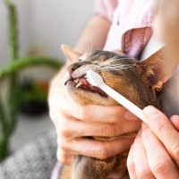 猫を苦しめる病気『口内炎』の症状6つ　不治の病とされる理由や発症リスクを下げる予防法