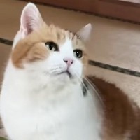 飼い主の帰宅を喜ぶ三毛猫、後をついて回って…頬が緩む『甘えん坊っぷり』に「ちょっと可愛すぎるな」「泣けてくる」と悶絶の声続出