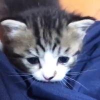 パパの膝に登ろうとする『小さな子猫』→もう1匹やってくると…尊すぎる光景が19万再生「秘密基地になったｗ」「冒険しているみたいｗ」