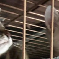 仕事中、家にいる『子猫たちの様子』が気になり送ってもらった結果…まさかの光景に「可愛すぎて笑ったｗ」「お仕事頑張れそうだねｗ」の声