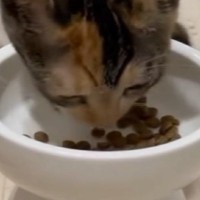 夢中になってごはんを食べる子猫→背後を見ると、ダイエット中の『先輩猫の様子』に「顔に吹いたｗ」「なんとも切ないｗ」と爆笑の声続出