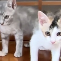 初めてのお部屋を探検する2匹の新入り子猫→扉の向こう側にいる『先輩猫たちの様子』を見ると…可愛すぎる光景に「ソワソワｗ」「大冒険だね」