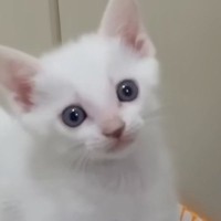 ごはんが食べたい子猫→ママの足元で…キュンとくる『可愛すぎるアピール』が37万再生「天使だね」「何度見ても可愛い」と癒される人が続出