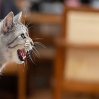 猫が『鳴いている理由』を見極めるポイント5つ　気持ちを読み取るコツや接し方まで