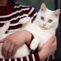 気品あふれる姿が印象的な『白い被毛を持つ猫種』3選　性格や特徴、それぞれの魅力をご紹介