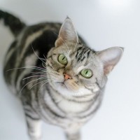 猫が声を出さずに鳴く『サイレントニャー』をする理由3つ　込められている意味や応えるときのポイントまで