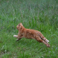 猫が『追われると逃げようとする』3つの理由　怖がらせない接し方と安全に捕まえるコツ