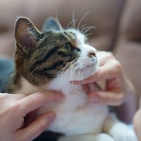 猫との距離を遠ざける『話し方』3つ　嫌がられる理由から安心感を与えるポイントまで