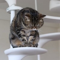 猫が『ごめんなさい』と伝えているときに見せる行動3つ　隠されている心理や上手な受け止め方まで