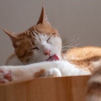 猫が『人に撫でられた場所』を舐める理由3つ　実は嫌がっているとは限らないかも？
