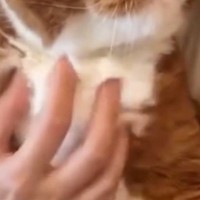ペットシッターさんから送られてきた『愛猫の様子』を見た結果…まさかの光景に「プロってすごいなぁ」「モヤモヤするねｗ」と16万表示