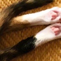 アイスコーヒーをいれて戻ったら、『子猫』が…想定外な『可愛すぎる行動』に１万いいね「ちくわとキュウリのようなｗ」「表情が素敵」