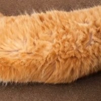 母に『海老天みたい』と言われた猫→AIで加工してみたら…爆笑の『仕上がり』が26万再生「美味しそうｗ」「めっちゃそっくりｗ」