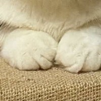 ふと視線を感じて振り向いたら、猫の『表情』が…思わず笑う『まさかの光景』に「ボス猫の風格ｗ」「静かな怒りを感じるｗ」と話題