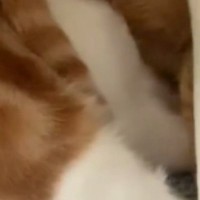 猫たちにかかっているブランケットをめくったら→頭に…『まさかの光景』に爆笑の声続出「電車の中で吹き出しそうになったｗ」「ニューヘアｗ」