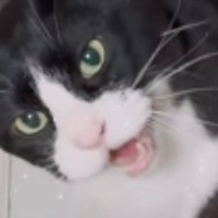「完全にエンジン音ｗ」お皿の前にやってきた猫が口を開いた瞬間…あまりにも予想外な『鳴き声』に39万いいね「草刈機みたい」「うがいｗｗ」