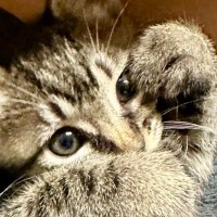 子猫のことを甘やかした結果→ソファの上を見ると…あまりにも尊い光景に２万いいね「ますます可愛くなっちゃうんだ」「たまらないぜ」