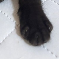 拾われてからまだ1か月しか経っていないのに…子猫が見せた『可愛すぎる様子』に2万いいね「すっかり家族の一員」「安心してるんだねぇ」