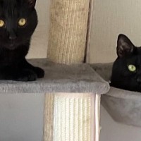 キャットタワーを見ると、黒猫たちが集まっていて…まるで雑誌の表紙のような『素敵すぎる瞬間』に２万いいね「圧巻」「かわいすぎる影分身」