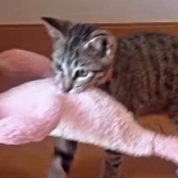 遊び終わった子猫→ぬいぐるみをくわえて向かった場所が…『驚きの行動』にSNSで反響「なんてお利口なの」「感動した」と称賛の声