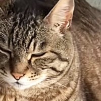 袋に水を入れて作る『流行りのおもちゃ』を猫にあげたら…予想外すぎる『使い方』が40万再生「最近暑いもんねｗ」「気持ちいいんだｗ」