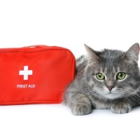 「大の犬派」だった女性が出会った瀕死の猫　命を助けたその瞬間に「猫好き」へと変貌！　カナダ