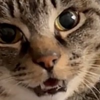 椅子の上でくつろぐ猫に『おはよう』と声をかけてみると…完璧な『お返事』が31万再生「可愛すぎて涙が出てきた」「言ってるね」