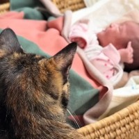 初めて見る赤ちゃんに戸惑っていた猫→少しずつ距離が縮まり…心温まる『3か月間の軌跡』が23万再生「幸せな気持ちになった」「とても素敵」