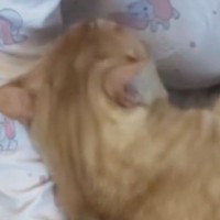 娘に抱っこされるのが大好きな猫→どうしても降りたくないようで…『可愛すぎる行動』に「好きなんだね」「ずっと抱っこしててほしいよね」の声